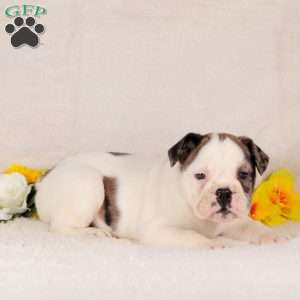 Champagne, English Bulldog Puppy