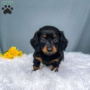 Cleo – Mini, Dachshund Puppy