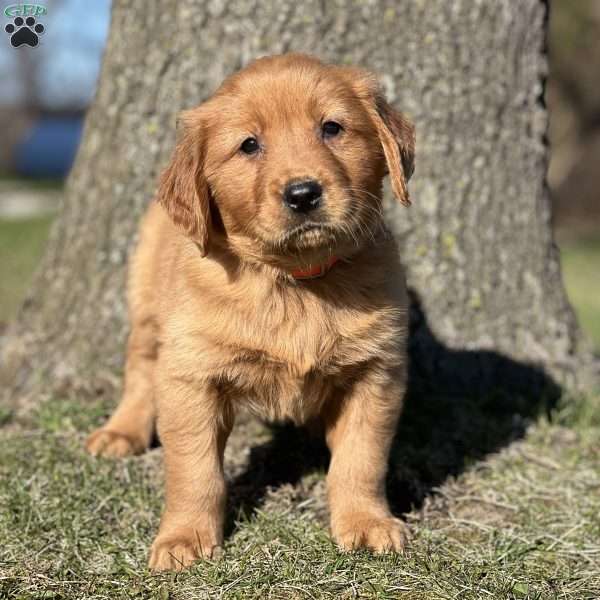 Sam, Golden Retriever Puppy