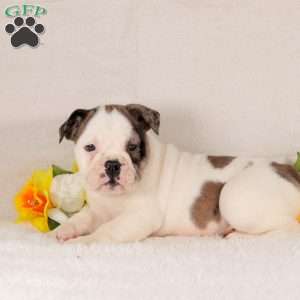 Champagne, English Bulldog Puppy