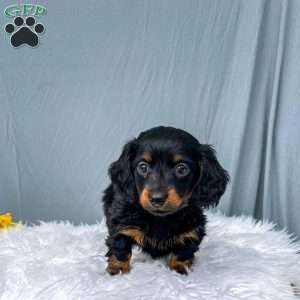 Cleo – Mini, Dachshund Puppy