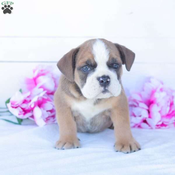 Mr. T-Bone, English Bulldog Puppy