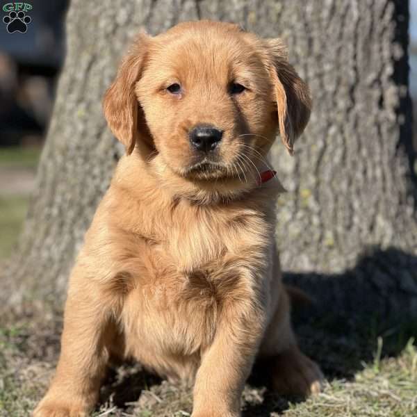 Sim, Golden Retriever Puppy