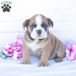 Mr. T-Bone, English Bulldog Puppy