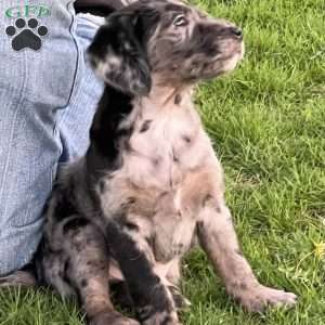 Kane, Mini Labradoodle Puppy