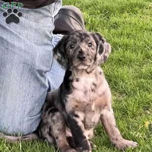 Kane, Mini Labradoodle Puppy