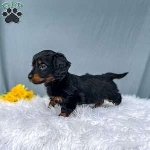 Cleo – Mini, Dachshund Puppy