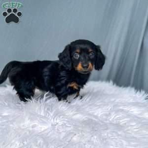 Cleo – Mini, Dachshund Puppy