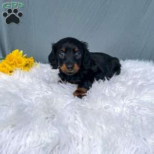Callie – Mini, Dachshund Puppy
