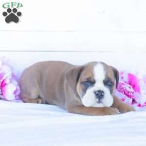 Mr. T-Bone, English Bulldog Puppy