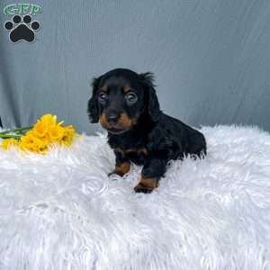 Callie – Mini, Dachshund Puppy