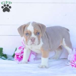 Mr. Pepperoni, English Bulldog Puppy