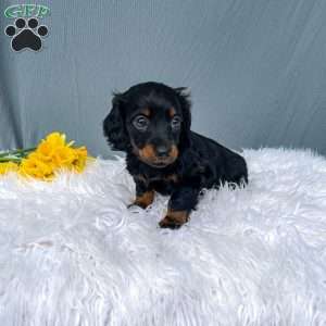 Callie – Mini, Dachshund Puppy