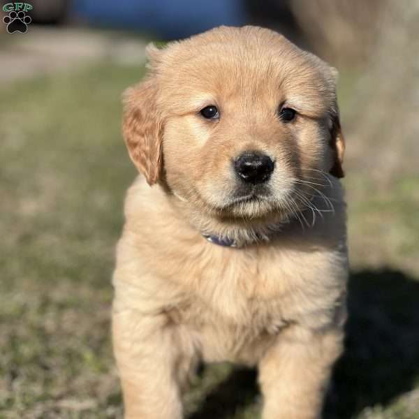 John, Golden Retriever Puppy