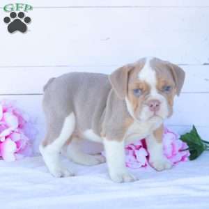 Mr. Pepperoni, English Bulldog Puppy