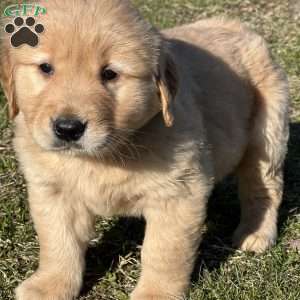 John, Golden Retriever Puppy
