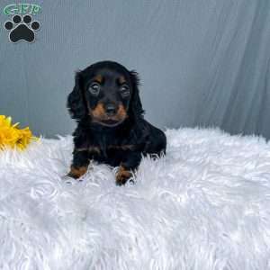 Callie – Mini, Dachshund Puppy