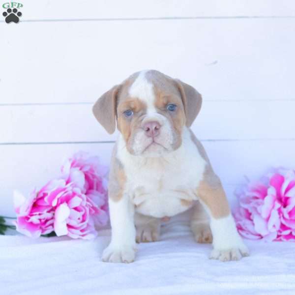 Mr. Pepperoni, English Bulldog Puppy