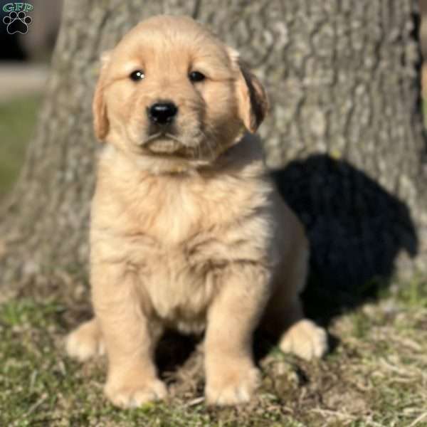 Jacob, Golden Retriever Puppy