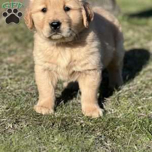 Jacob, Golden Retriever Puppy