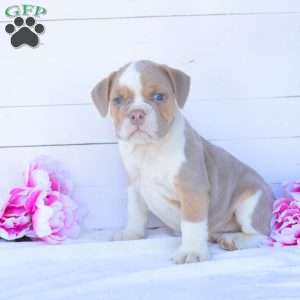 Mr. Pepperoni, English Bulldog Puppy