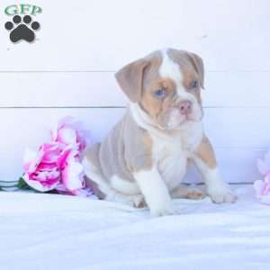 Mr. Pepperoni, English Bulldog Puppy