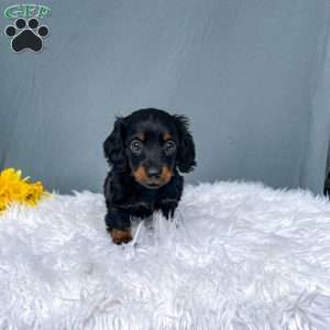 Callie – Mini, Dachshund Puppy