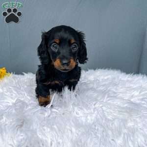 Callie – Mini, Dachshund Puppy