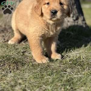 Jim, Golden Retriever Puppy
