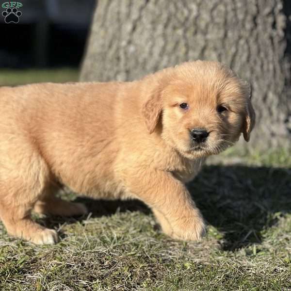 Jim, Golden Retriever Puppy