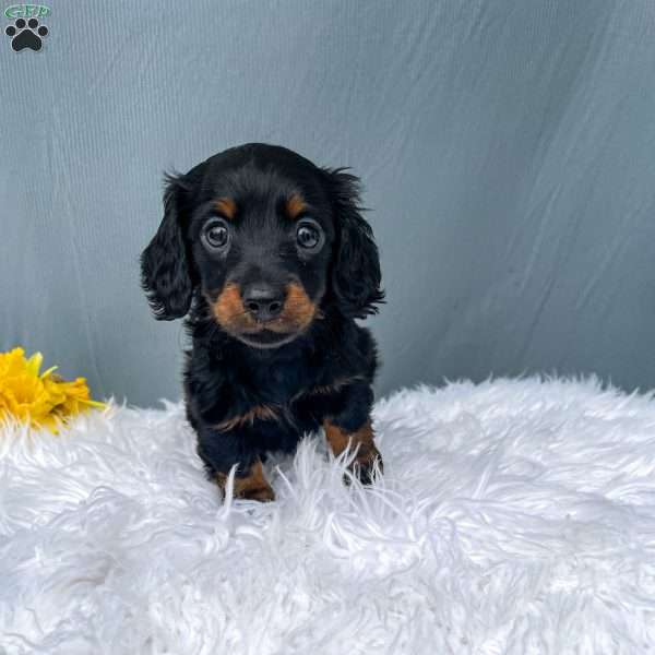 Callie – Mini, Dachshund Puppy