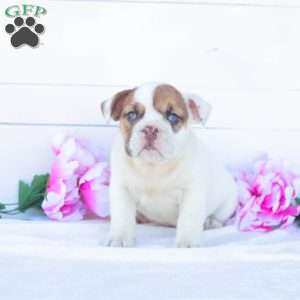 Miss Tatertot, English Bulldog Puppy
