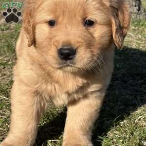 Joe, Golden Retriever Puppy