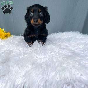Callie – Mini, Dachshund Puppy