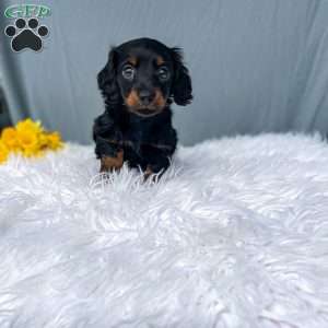 Callie – Mini, Dachshund Puppy