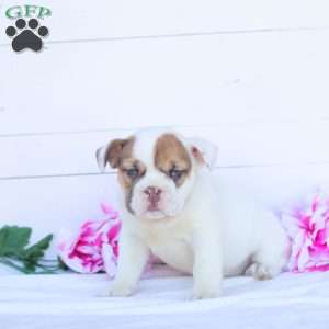 Miss Tatertot, English Bulldog Puppy