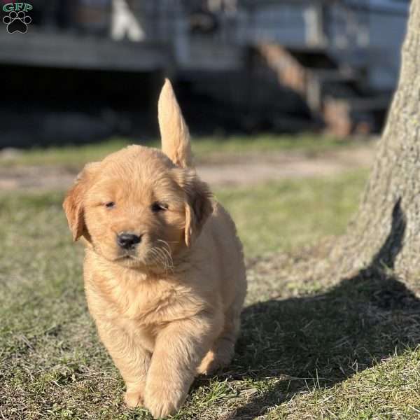Joe, Golden Retriever Puppy