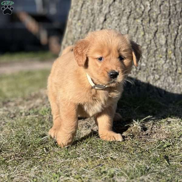 Jason, Golden Retriever Puppy