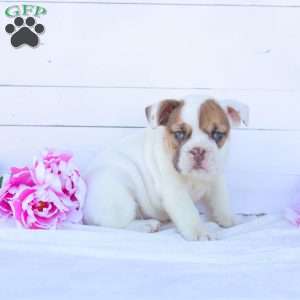 Miss Tatertot, English Bulldog Puppy