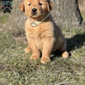 Jason, Golden Retriever Puppy