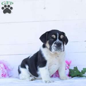 Miss Truffles, English Bulldog Puppy