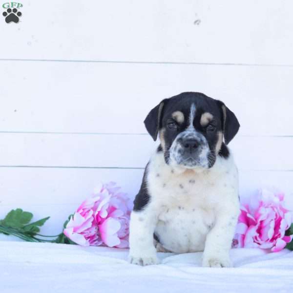 Miss Truffles, English Bulldog Puppy