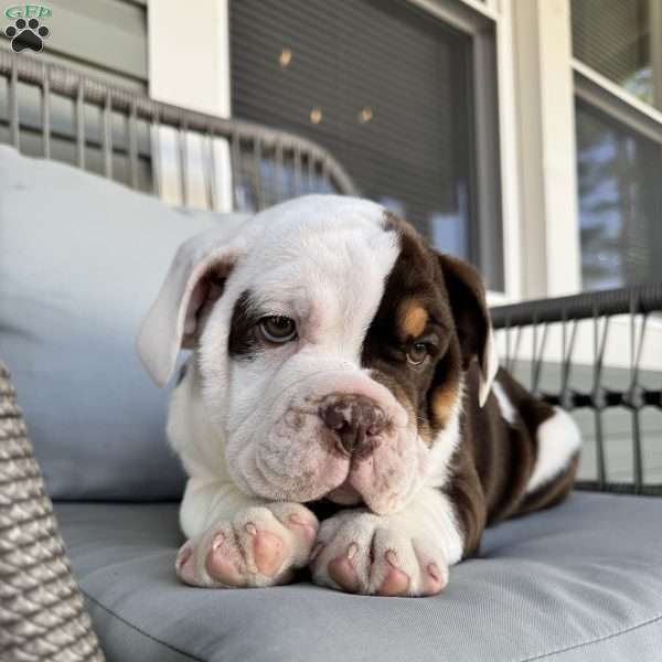Beanie, English Bulldog Puppy