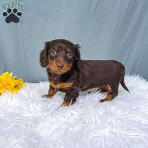Chloe  – Mini, Dachshund Puppy