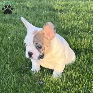 Jinger, French Bulldog Puppy