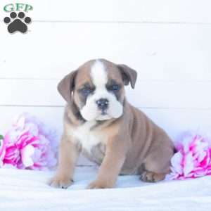 Mr. T-Bone, English Bulldog Puppy