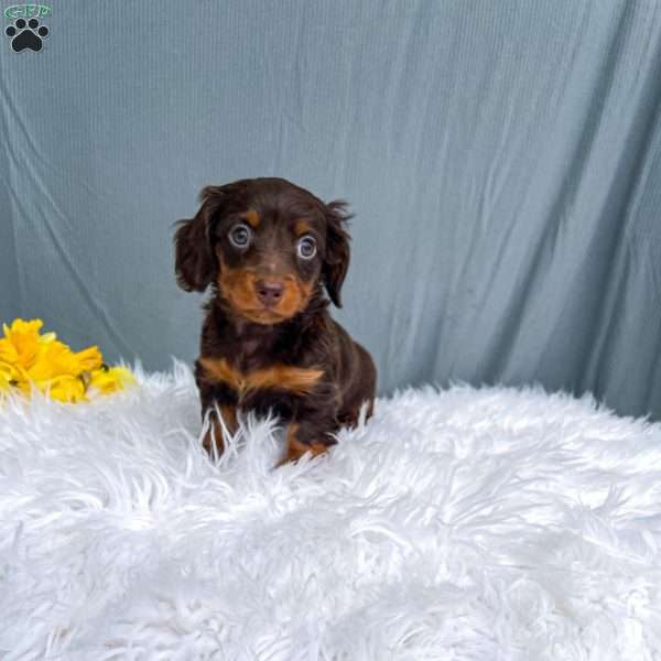 Chloe  – Mini, Dachshund Puppy