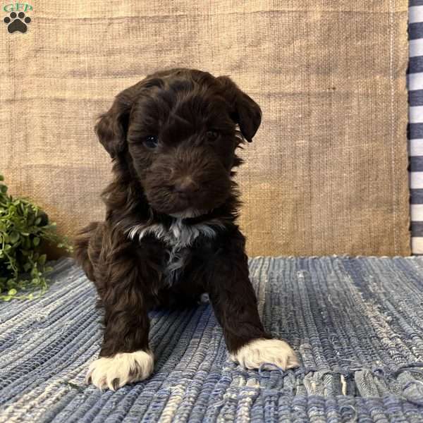 Cherry, Portuguese Water Dog Puppy