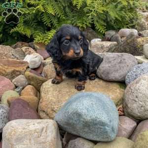 Cleo – Mini, Dachshund Puppy
