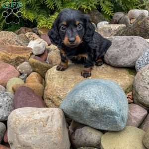 Cleo – Mini, Dachshund Puppy